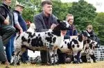 Irish Dutch Spotted Sheep