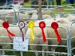 Athlone Agri Show